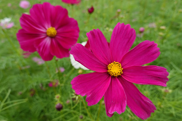 鳥取県西伯郡南部町鶴田　とっとり花回廊　秘密の花園