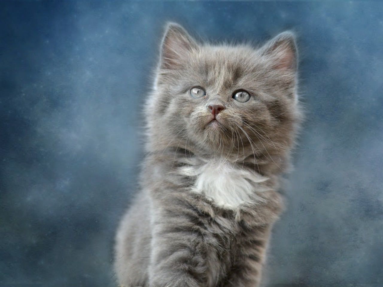  Gambar Kucing Comel dan Manja Anak Kucing Lucu dan Paling 