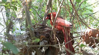 Cardinals Birds Nesting