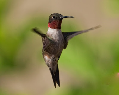 Ruby throated Hummingbird