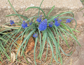 grape hyacinth, Muscari