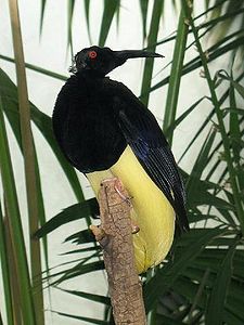 Flora Fauna Indonesia Burung  Cendrawasih 12 Kawat  