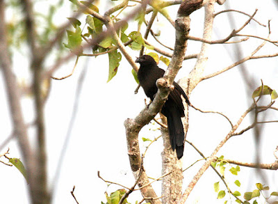 Foto Burung Bubut Kai