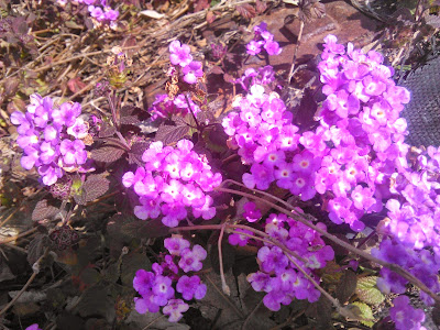 lantana violeta