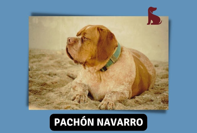 Cachorro Pachón Navarro: Origem e Curiosidades