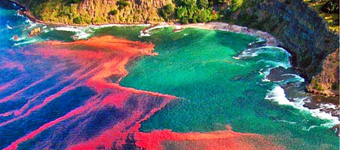 Marea roja ¿naturaleza o ficción?