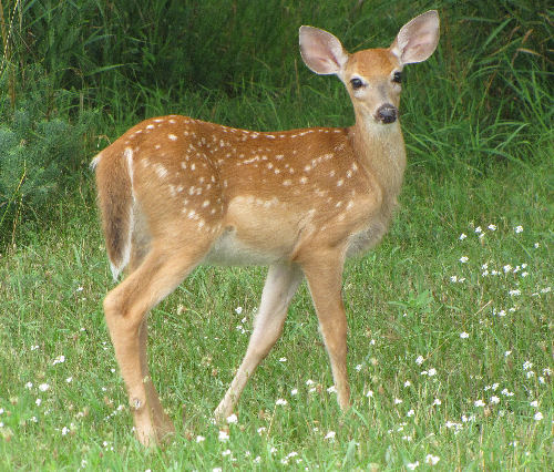 whitetail fawn