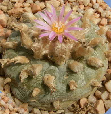 Lophophora fricii