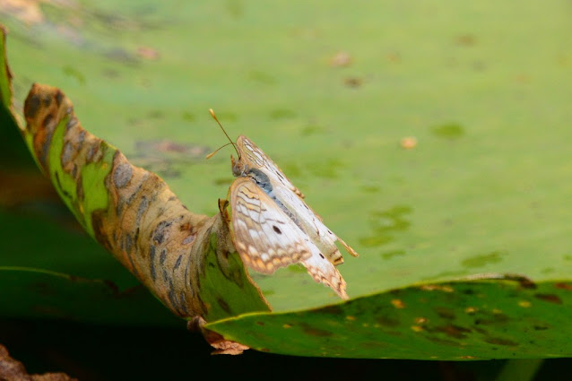 Anartia jatrophae