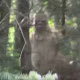 Morbid Stories Of Bigfoot Encounters & Habituation