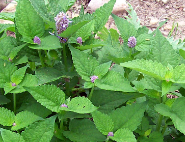 herbs good for smoking