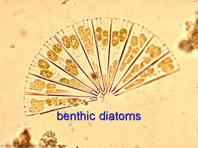 Benthic diatom