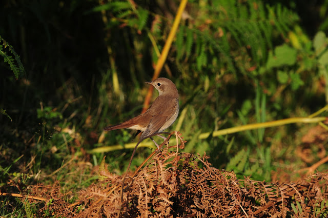 Nightingale at Adder Alley Pulborough Brooks