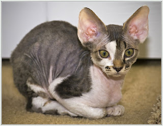 devonshire rex cat pets photo picture