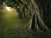 Fondos de arboles (arboles )