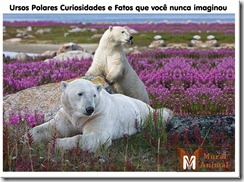 ursos-polares-curiosidades_thumb[1]