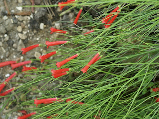 Plante corail - Russélie à feuilles de prêle - Russelia equisetiformis