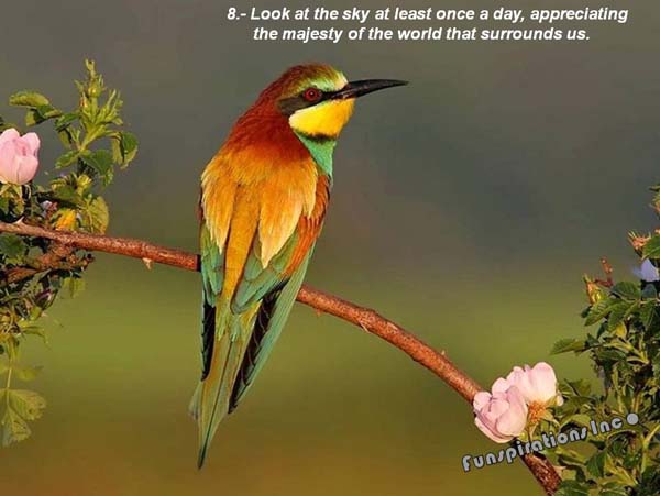 Look at the sky at least once a day, appreciating the majesty of the world that sorrounds us.