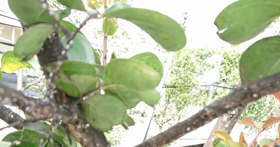 園芸知恵袋 スス病は タワシで洗う 園芸知恵袋 スス病は タワシで洗う