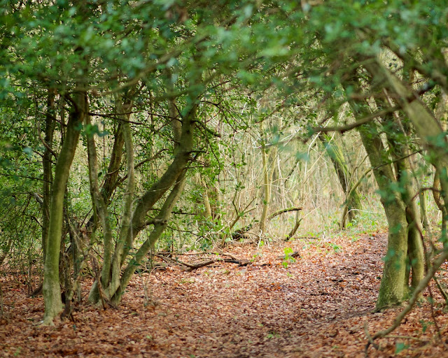 path through the woods