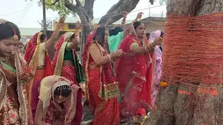 বট সাবিত্রী পুজো
