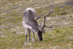Longyearbyen, Svalbard
