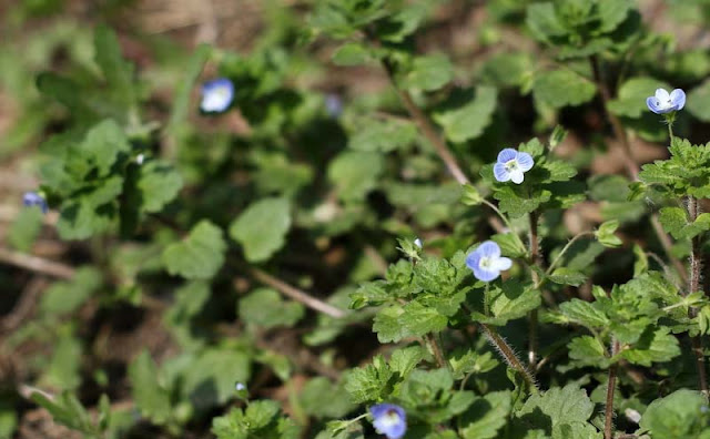 Veronica Persica Flowers Pictures