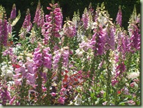 DSCF9447