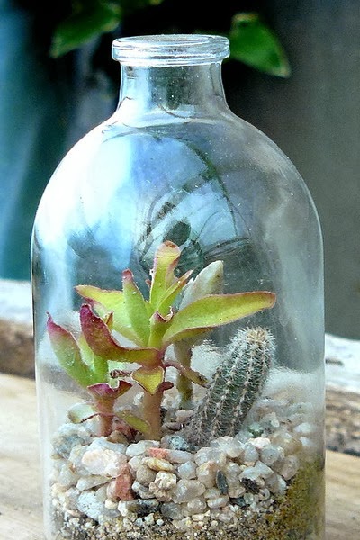 Succulents - Succulent gardens - succulent arrangements