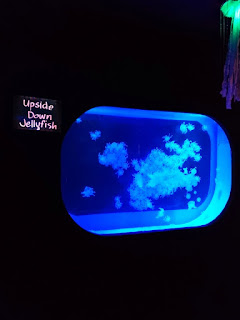 Manila Ocean Park's Jellies: Dancing Sea Fairies Exhibit