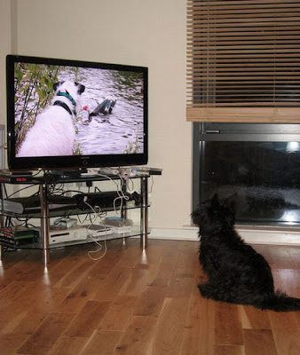 Pets watching TV Seen On www.coolpicturegallery.us