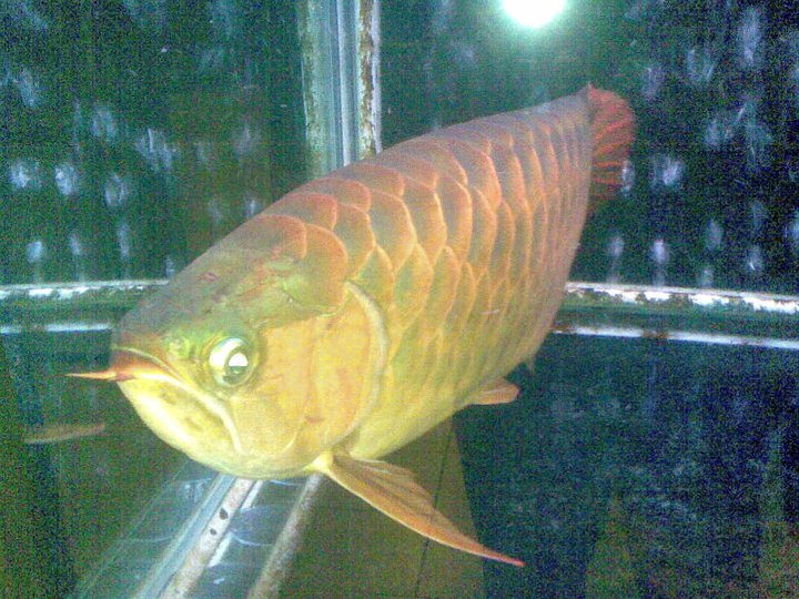 Fish Gourami Tilapia and other Species Dragon Fish