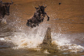 Masai Mara National Park Wild Animals - Survival of the Fittest