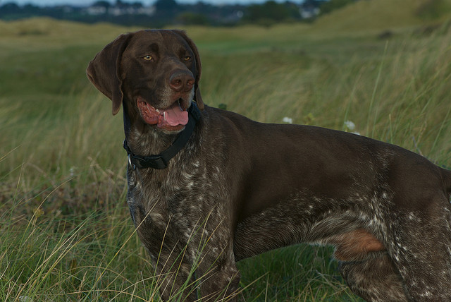 German short-haired pointer