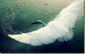 flying bird (1)