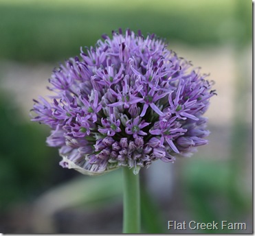 allium_bloomed