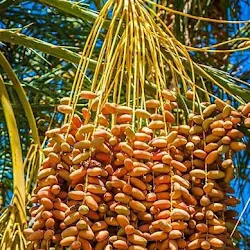 Jual Bibit Pohon Kurma Ajwa Yang Baik