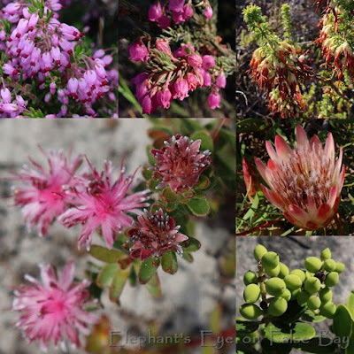 Ericas and proteas on Elsies Peak in May