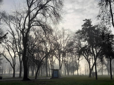 #sunrise, #alba, #rosa, #lago #immersione, #outdoor #nebbia, #fog, #sguardo, #dettagli, #walking, #urbanpark, #naturaterapeuta,#annapensiero,#littlethings, tigli,bagolari,, colori caldi, colori freddi, colors, Natura, sorprendersi, sorpresa, buongiorno, A casa di Anna blog, annapisapia.blogspot.it