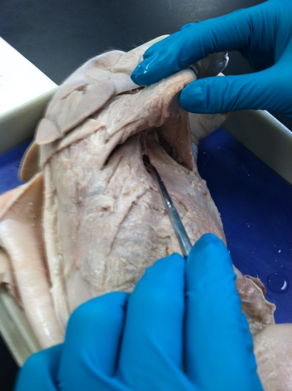 Adventures with Stanley: Step 4: Chest/Abdomen Muscles