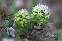 Fehér acsalapu (Petasites albus)