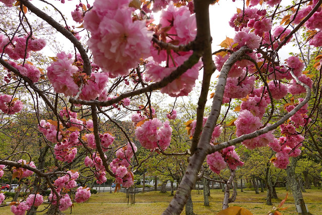 鳥取県米子市久米町　湊山公園　カンザン (関山）