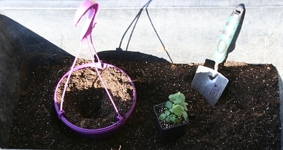 Planting blackberries in containers, pots and baskets