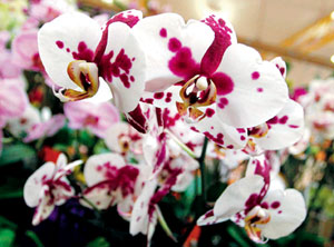 Asyieq2lieza: Tips Tanam Pokok Bunga Orkid