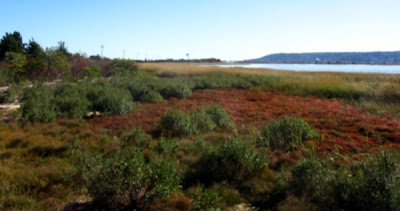 Spermaceti Cove Sandy Hook