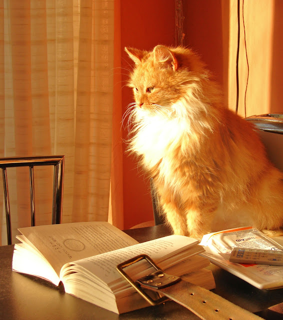 Book cat by raider of gin from flickr (CC-BY)