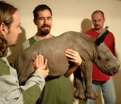 rhino specialist group hold new born rhino