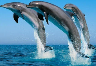 Delfines saliendo del agua