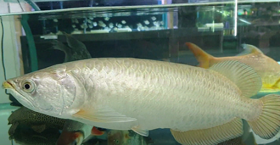 Breed Australian Arowana for Big Profit