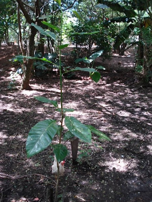 Parque Estadual do Baguaçu | Paraná